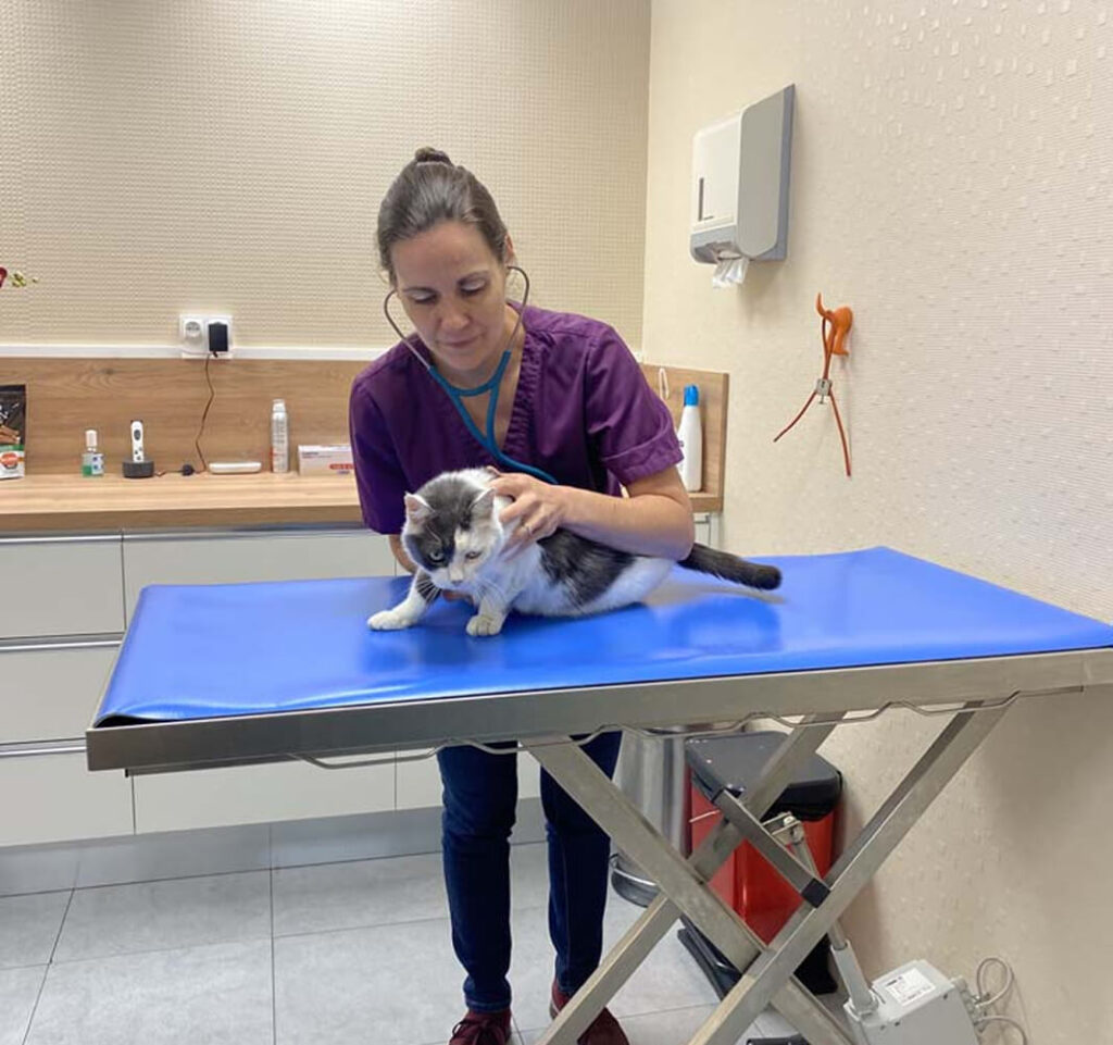 CP-Bienvenue Consultation vétérinaire d'un chat