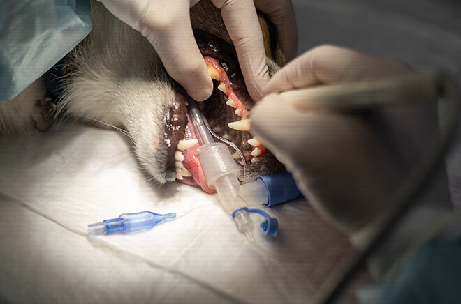 Soin dentaire & Nutrition