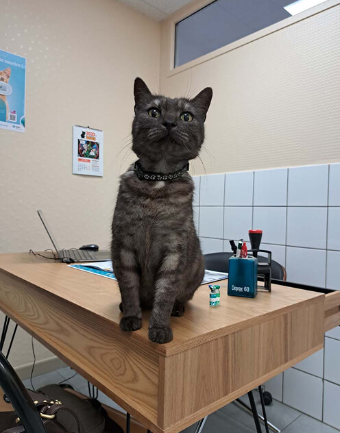 CP-Header-3 Chat sur une table de la clinique vétérinaire