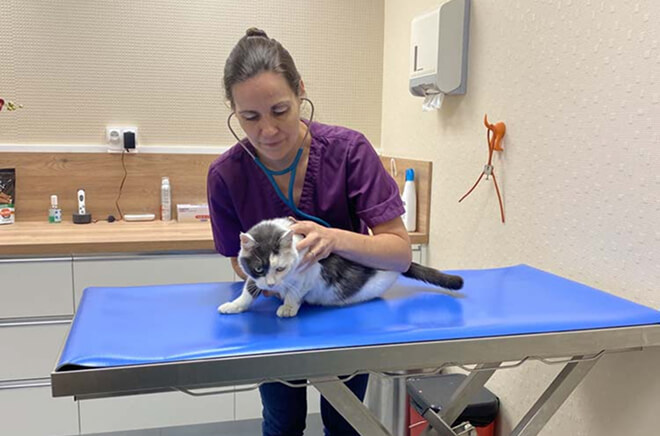 Services vétérinaires, Médecine générale