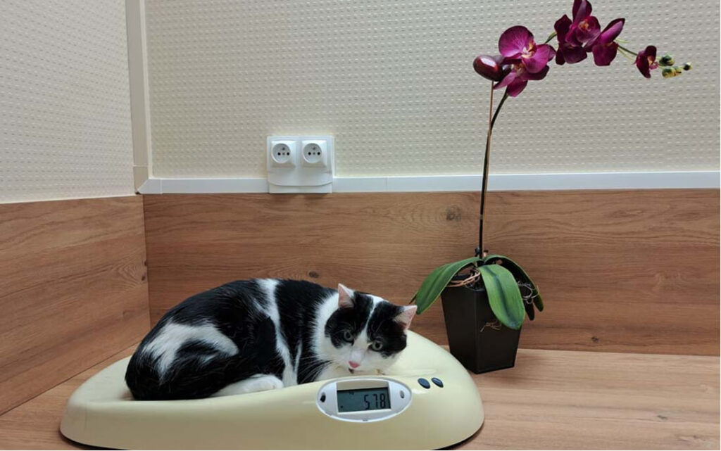 Rendez-vous vétérinaire Vittel