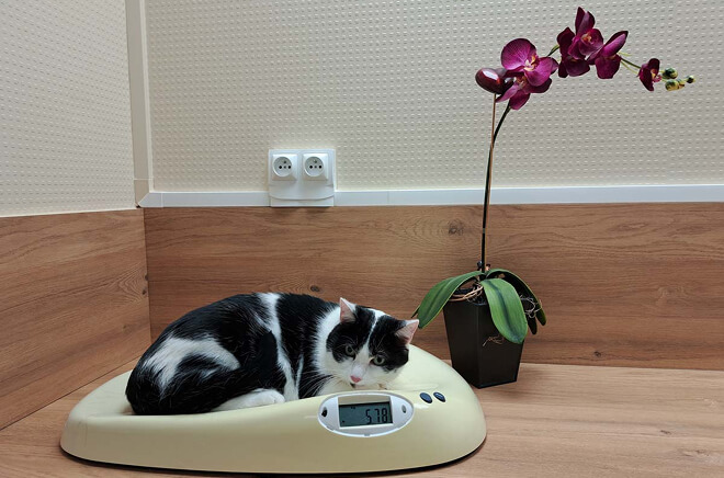 Stérilisation, Castration